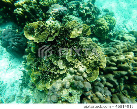 colorful coral reef in thailand colorful coral reef in thailand 46814015