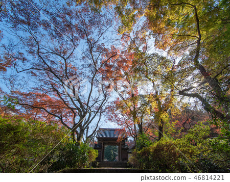 Autumn leaves of Saori temple Autumn leaves of Saori temple 46814221