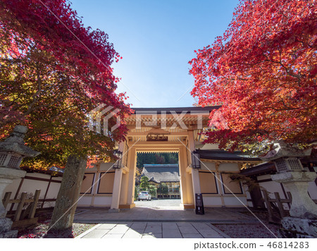 The autumn leaves and yellow leaves of Koyasan 46814283