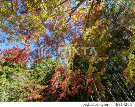 The autumn leaves and yellow leaves of Koyasan 46814290