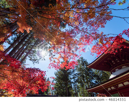 The autumn leaves and yellow leaves of Koyasan The autumn leaves and yellow leaves of Koyasan 46814331