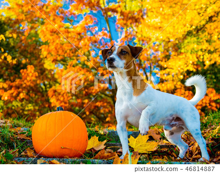 Young Jack Russell Terrier dog near a pumpkin stay on stairs Young Jack Russell Terrier dog near a pumpkin stay on stairs 46814887