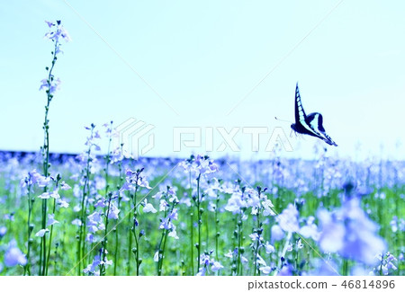 求蜂蜜 求蜂蜜 46814896