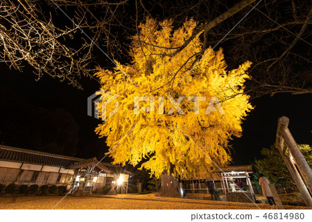 點燃Niyu Shuden Shrine Shinkan 46814980