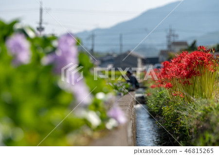 Honyakushi寺遺址水葫蘆 46815265