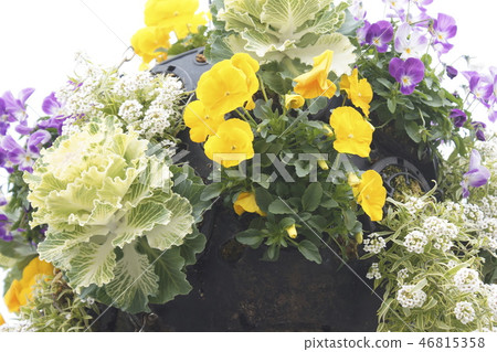 Joint planting Ha button 01 46815358