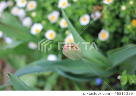 Tulip bud green growing Tulip bud green growing 46815359
