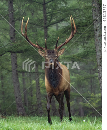 Wild Elk During Rut  46815777