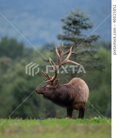 Wild Elk During Rut  46815852