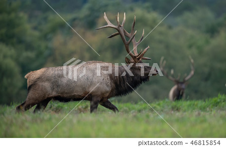 Wild Elk During Rut Wild Elk During Rut 46815854