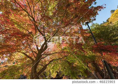 Dogawa溫泉Ryusenji秋葉 Dogawa溫泉Ryusenji秋葉 46815903