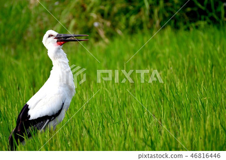 吞下牛肉碗的鸛 46816446