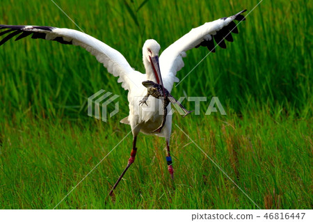 鸛抓蟾蜍 46816447