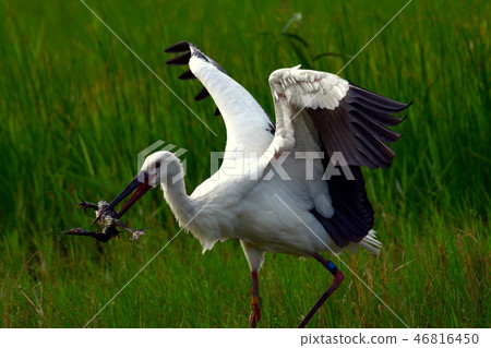 抓住牛蛙的鸛 46816450
