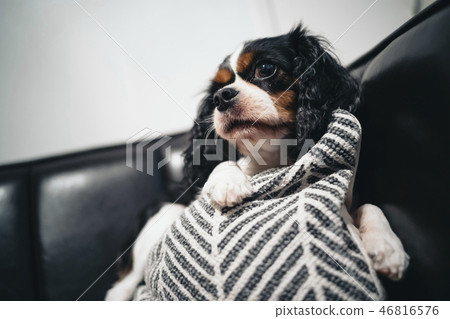 Cavalier is relaxing on the cushion 46816576