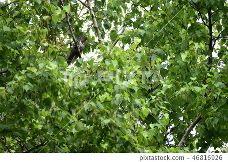 Early summer thrush stopping in a tree 46816926