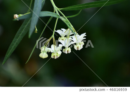 Fusenia towata 46816939