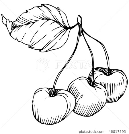 Vector Cherry fruit. Black and white engraved ink art. Isolated berry illustration element on white Vector Cherry fruit. Black and white engraved ink art. Isolated berry illustration element on white 46817393