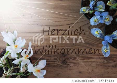 Crocus And Hyacinth, Willkommen Means Welcome Crocus And Hyacinth, Willkommen Means Welcome 46817433