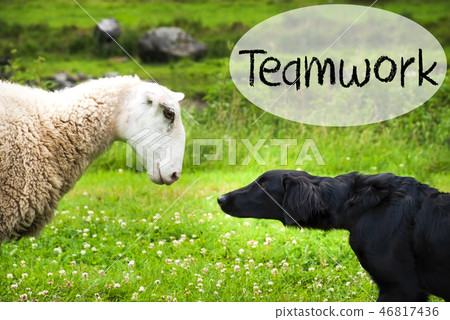 Dog Meets Sheep, Text Teamwork, Green Grass Dog Meets Sheep, Text Teamwork, Green Grass 46817436