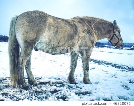 White muddy horse in fresh snow will rolling. White muddy horse in fresh snow will rolling. 46818075