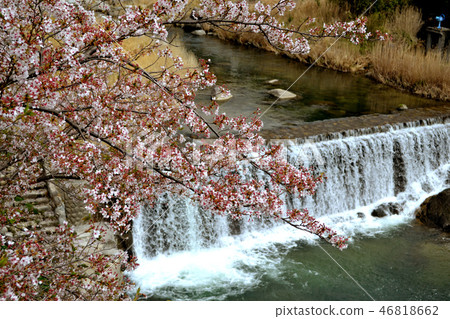 Hanami Spot佐賀縣Hit山公園 Hanami Spot佐賀縣Hit山公園 46818662