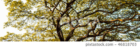 Big tree canopy background Big tree canopy background 46818703