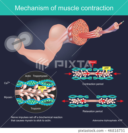 The muscle contraction The muscle contraction 46818731