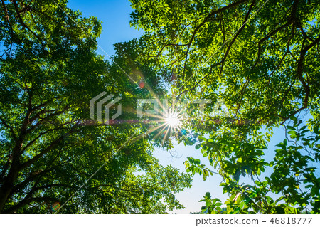 selective focus of green treetop selective focus of green treetop 46818777