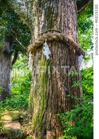 (靜岡縣)伊豆松崎的Inashita Shrine Kamiki (靜岡縣)伊豆松崎的Inashita Shrine Kamiki 46819188