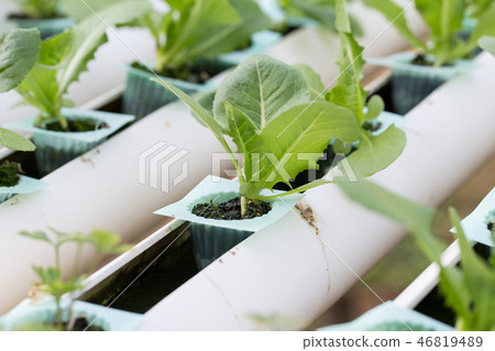 organic hydroponic vegetables growing organic hydroponic vegetables growing 46819489