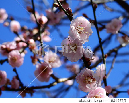 plum plum 46819715