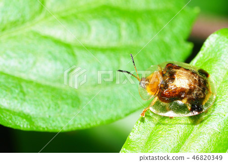 Ichimonji Cameloticus 46820349