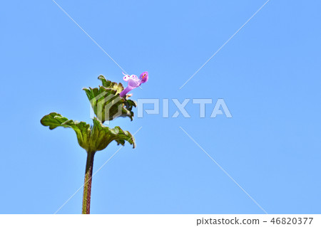 Hotokenosa（佛座） 46820377