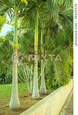 Palm in a tropical garden in city of Holon Israel Palm in a tropical garden in city of Holon Israel 46820576