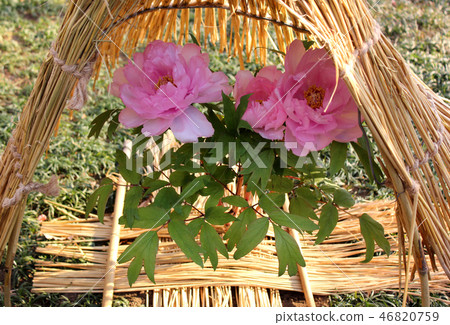 Pink flower of Ueno Toshogu which flowered (1) 46820759