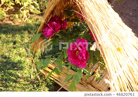 The red winter pot of Ueno Toshogu which flowered (1) 46820761