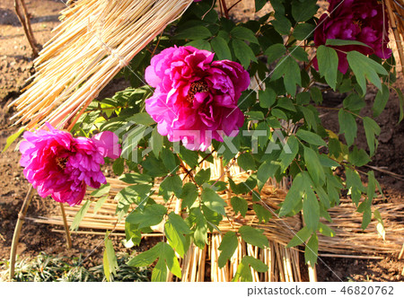 開花的上野東照宮的紅色冬天鍋（2） 46820762