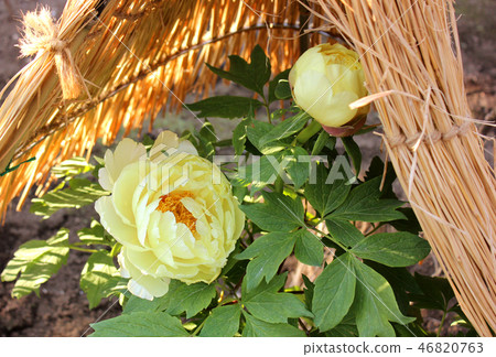 開花的上野東照宮的黃色冬天鍋(1) 開花的上野東照宮的黃色冬天鍋(1) 46820763