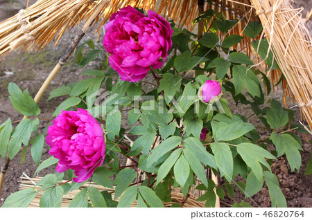 The red winter pot of Ueno Toshogu which flowered (3) The red winter pot of Ueno Toshogu which flowered (3) 46820764
