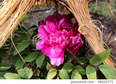 The red winter pot of Ueno Toshogu which flowered (6) The red winter pot of Ueno Toshogu which flowered (6) 46820775