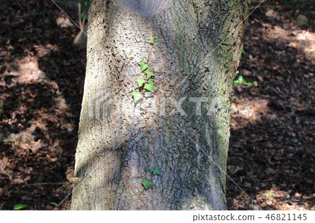 Sudajii（Beechaceae）木皮，木絲，木葉，船體，樹皮，木紋 46821145
