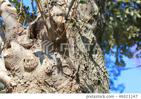 Sudajii (Beechaceae) wood skin, wood silk, wood leaf, hull, bark, wood grain 46821147