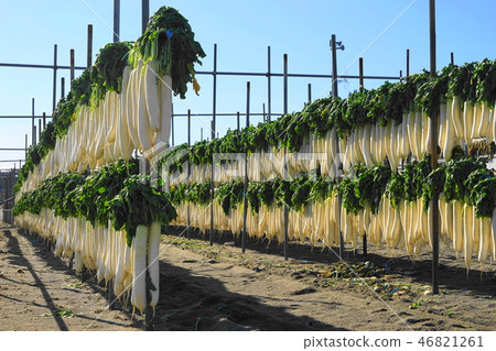 December Miura coast 28 dried radish 46821261