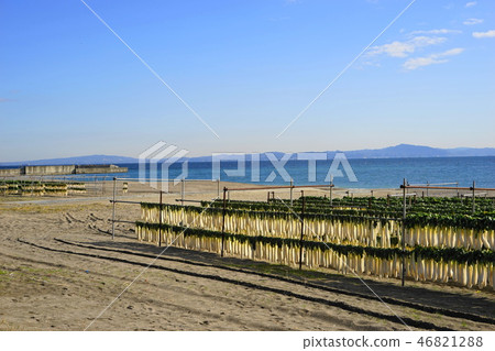 December Miura Kaigan 08 Dried radish 46821288