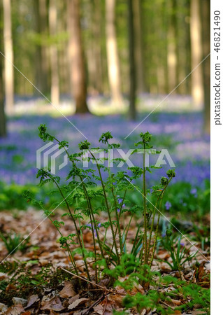 Fern growing in the early spring forest Fern growing in the early spring forest 46821490