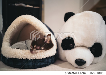 Chihuahua sleeping with a panda covering Chihuahua sleeping with a panda covering 46821805