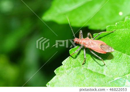 Red turtle Red turtle 46822053