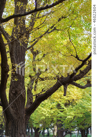 Ginkgo biloba leaf changing color in the ueno park 46822604