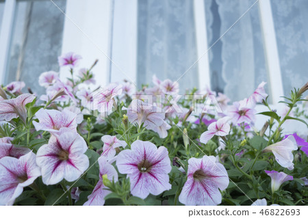 Colorful flowers 46822693